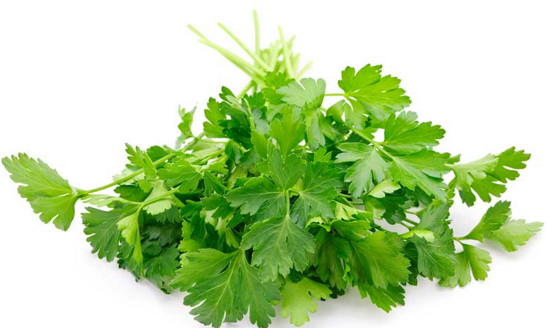 Parsley Italian Flat Herb Seeds Packet 1gm