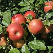 Apple Trees Dwarf Gala