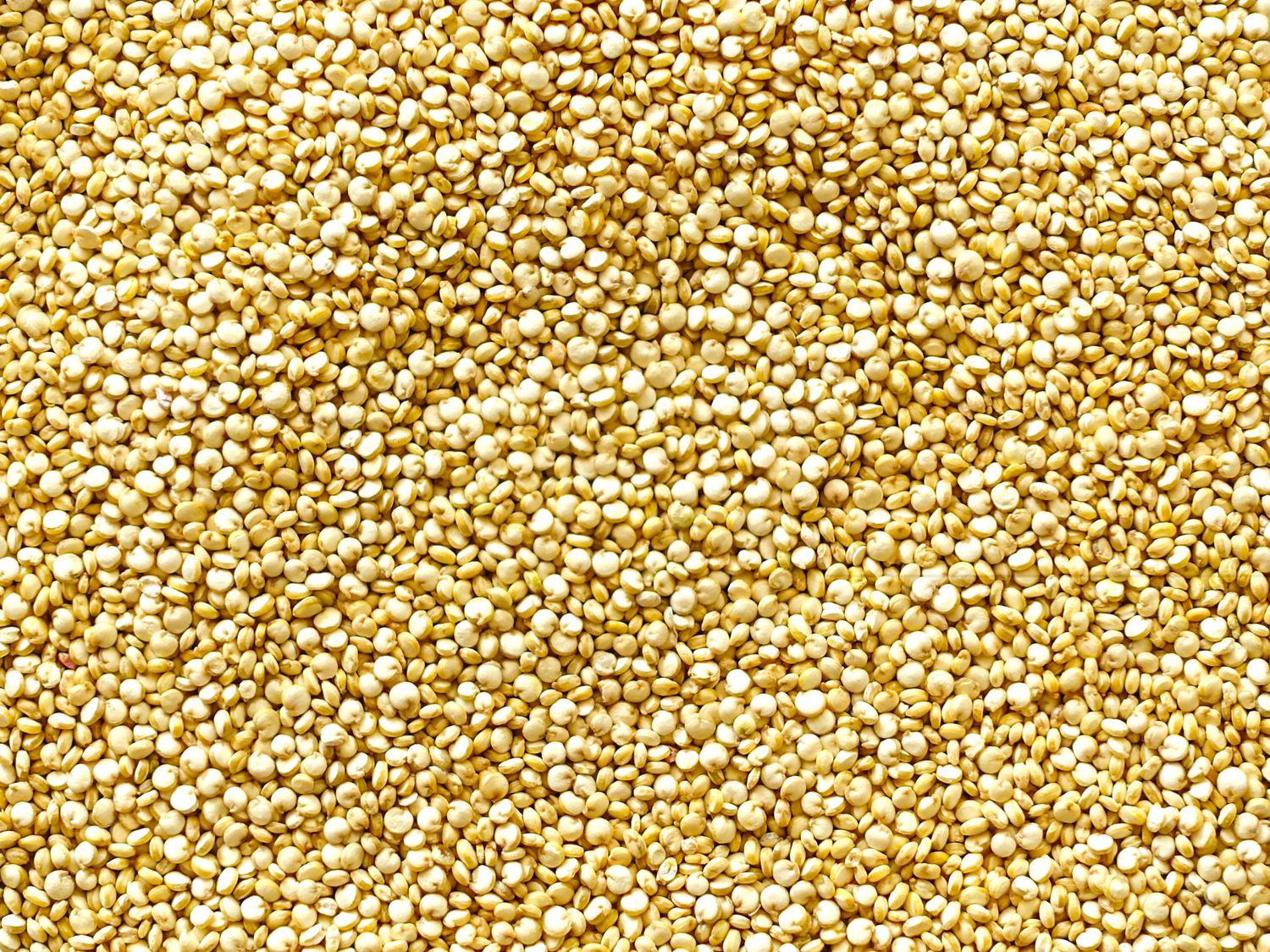 British quinoa