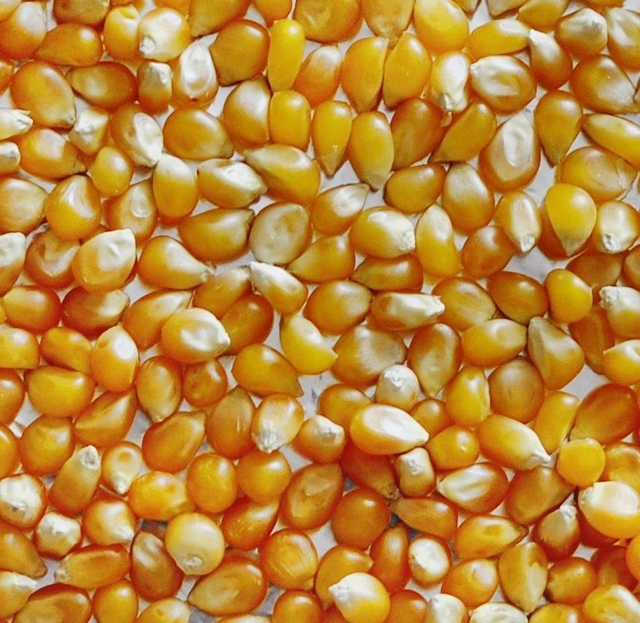 Popcorn kernels