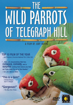 Wild Parrots of Telegraph Hill - DVD - used