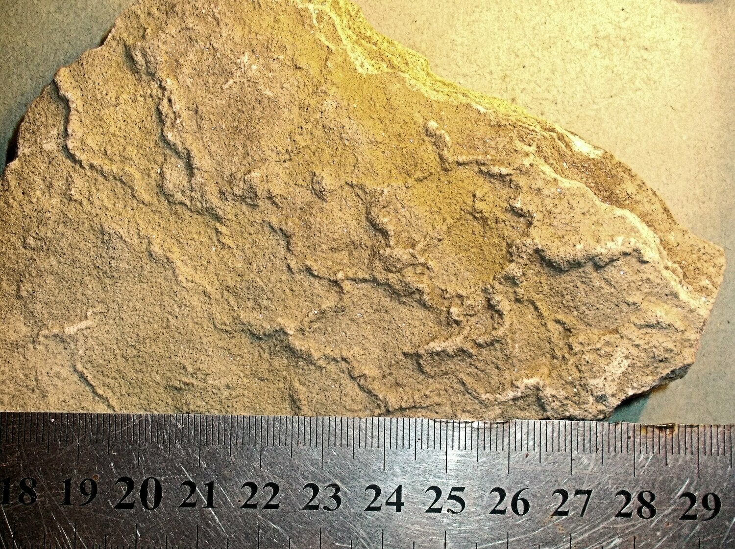 Rare and fine Paliodictyon sp. colony: Pre-Cambrian of Ukraine