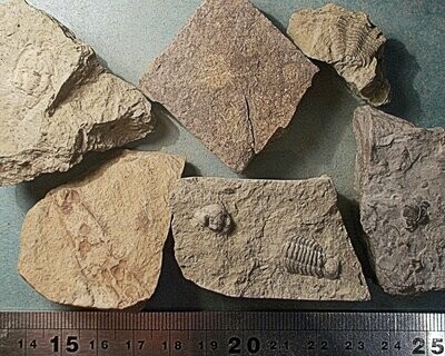 Collection of rarer Silurian Trilobites : 4 essentially complete, UK and Czech.
