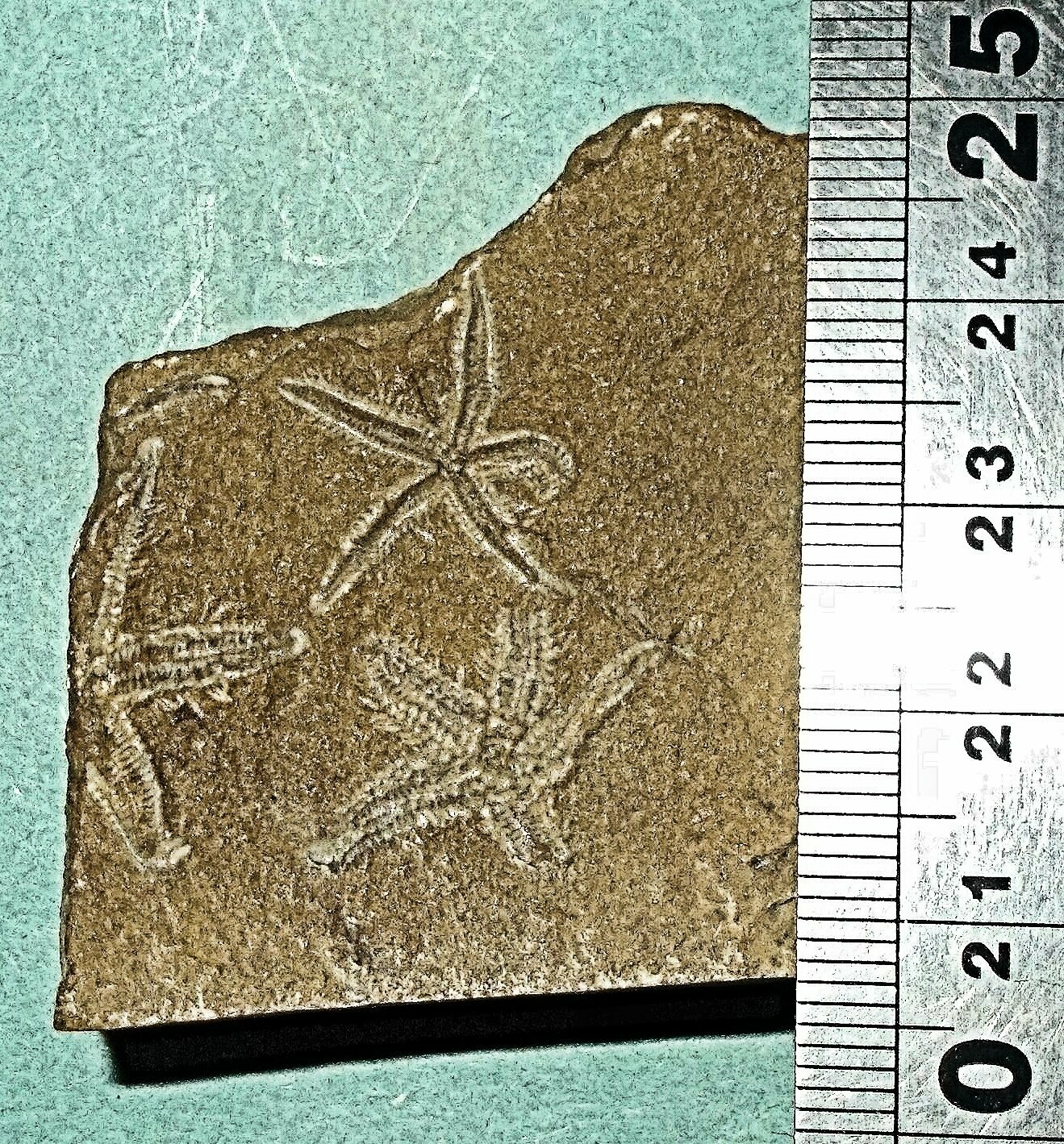 New find: rare multiple (2cm and 2.5cm,) and undescribed starfish with shell: two separate species: Late Ordovician of Morocco​