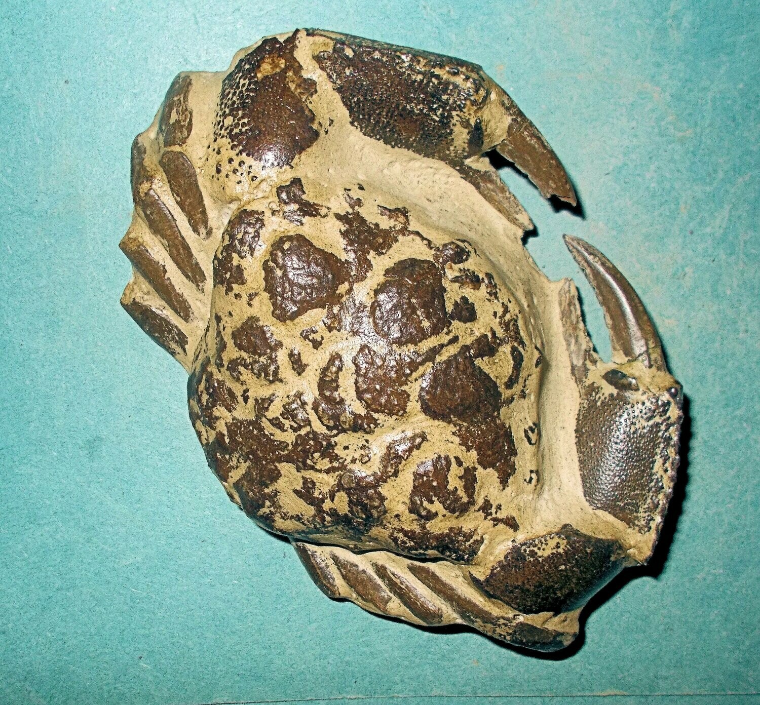 Beautiful near-complete 12cm crab: Decapoda sp. with fine claws: Miocene of Java, Indonesia.
