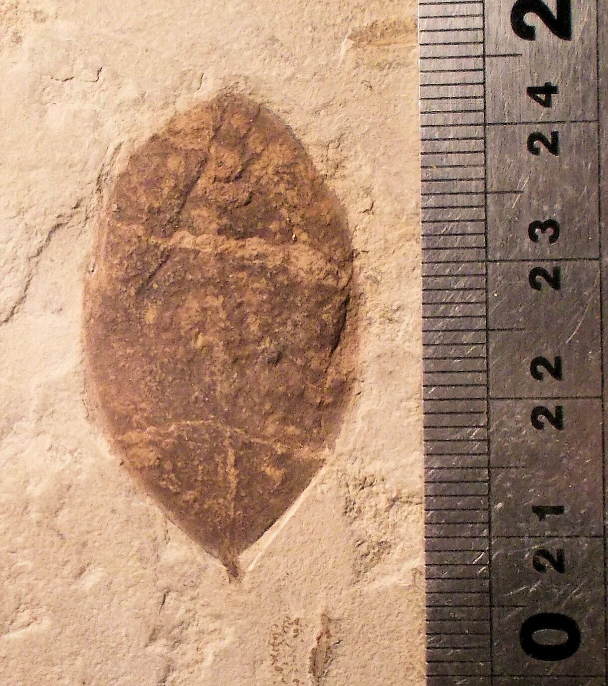 Fine 3.5cm leaf; Leguminocites lesquereuxiana, Eocene, Green River Fm. USA