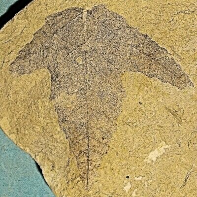 Fine and detailed 5cm X 5cm leaf of Maple; Acer tricuspidatum; Miocene, Tretihorni Flora of Doly Bilina, Czech Republic.
