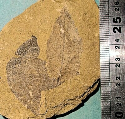 Fine and detailed leaves of Maple; Acer tricuspidatum and Alnus julianiformis Miocene, Tretihorni Flora of Doly Bilina, Czech Republic.