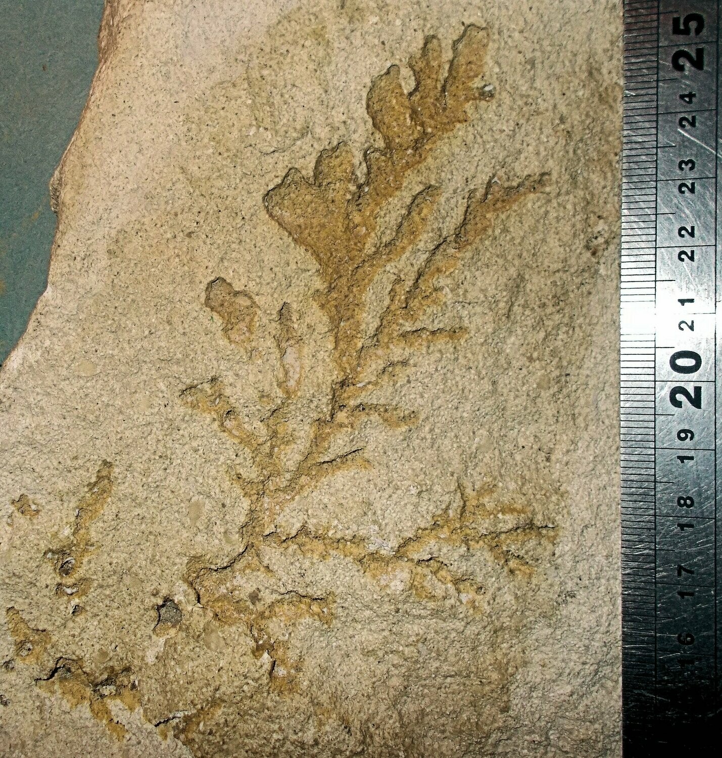 Rare 13cm Jurassic fern Sphenopteris cysteoides; Bathonian og Gloucestershire, UK