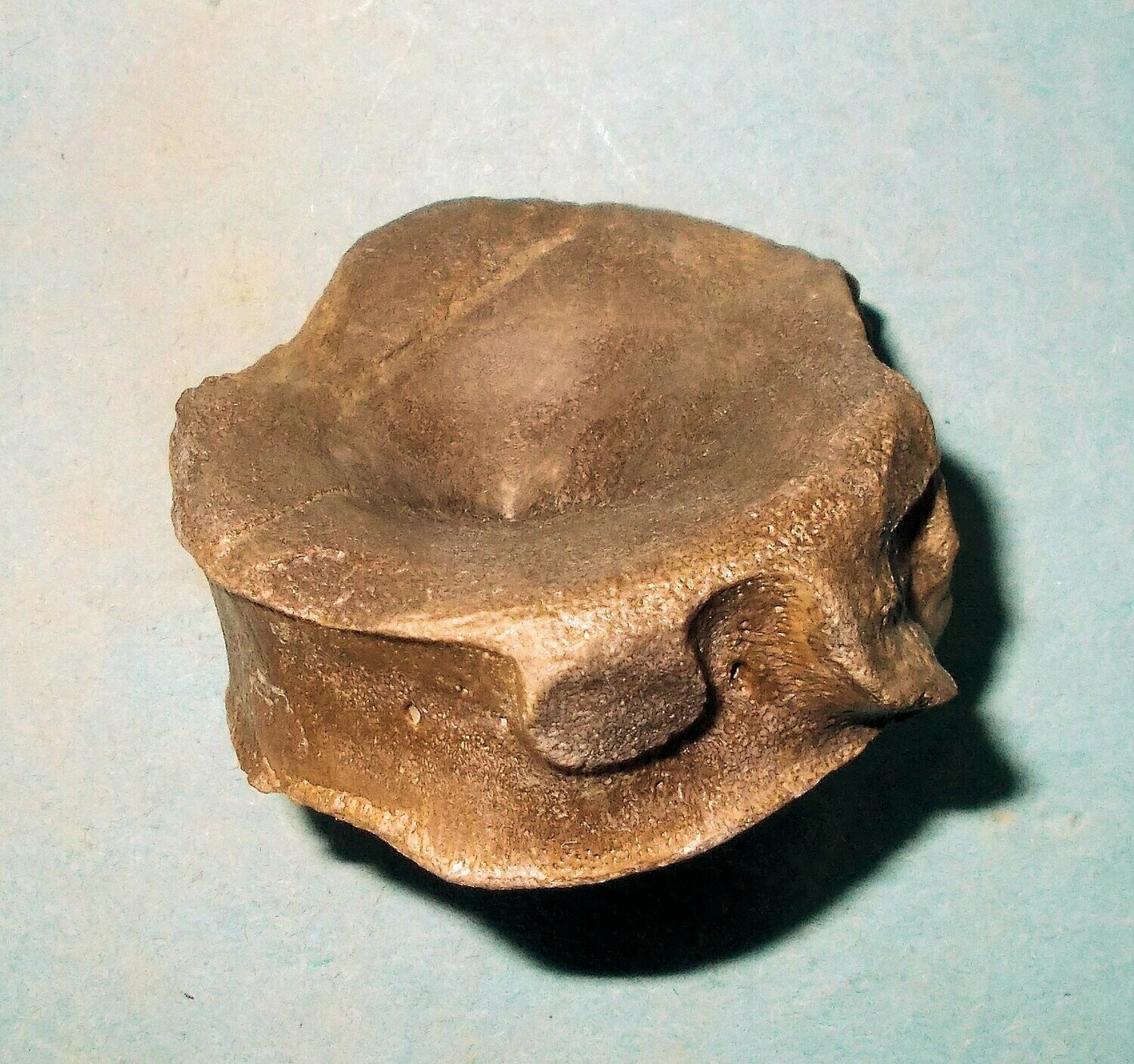 Fine 5cm diameter Ichthyosaur vertebra with excellent detail: Lower Jurassic, Orton, Peterborough, UK