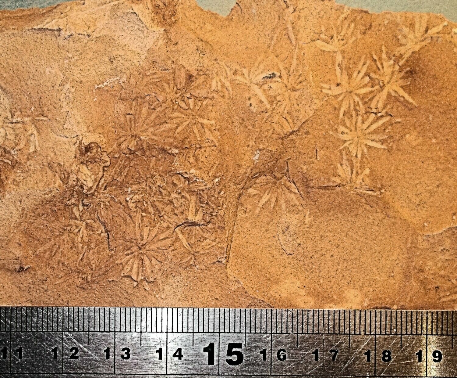 Fine  multiple clusters of Annularia (Horsetail) leaves in sharp preservation: Upper Carboniferous, Warwickshire, UK