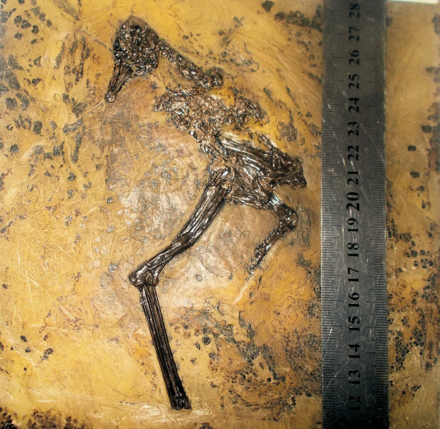 Fine and rare 16cm near-complete bird: Messelornis cristata with complete skull and mandibles, vertebrae hind-limb bones and wing bones in fine detail.