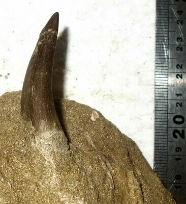 Fine 4-5cm Plesiosaur teeth with the tips intact; Upper Cretaceous, Kem Kem, Morocco