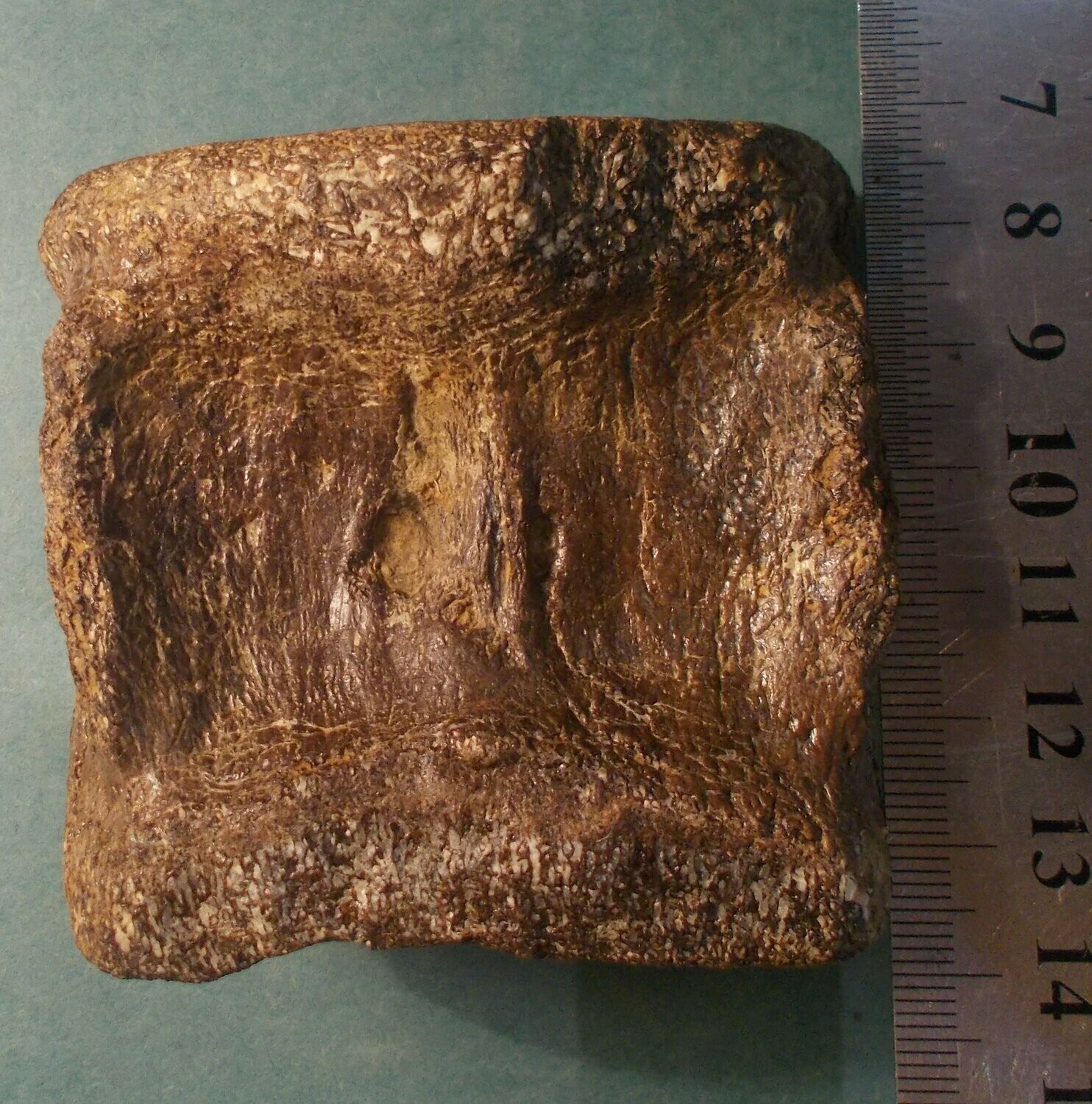 Fine 6.5cm X 7cm English Sauropod vertebra; Jurassic of Abingdon, Oxfordshire, UK