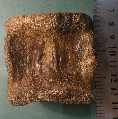 Fine 6.5cm X 7cm English Sauropod vertebra; Jurassic of Abingdon, Oxfordshire, UK