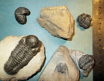 Collection of 6 complete Devonian trilobites from Issoumour, Morocco