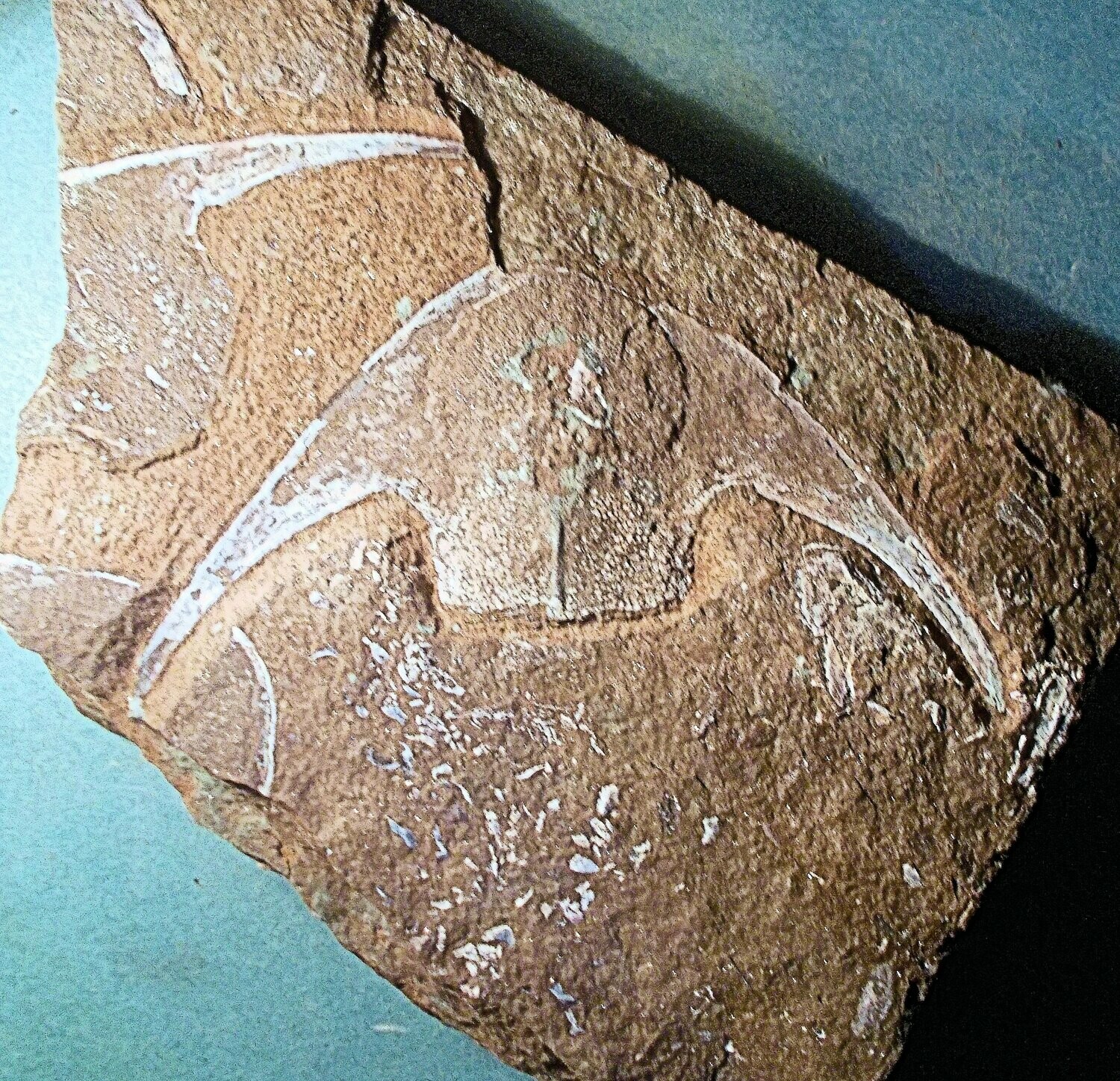 Fine, complete 13cm headshield of Victoriaspis longicornualis; armoured fish; Lower Devonian of Ukraine