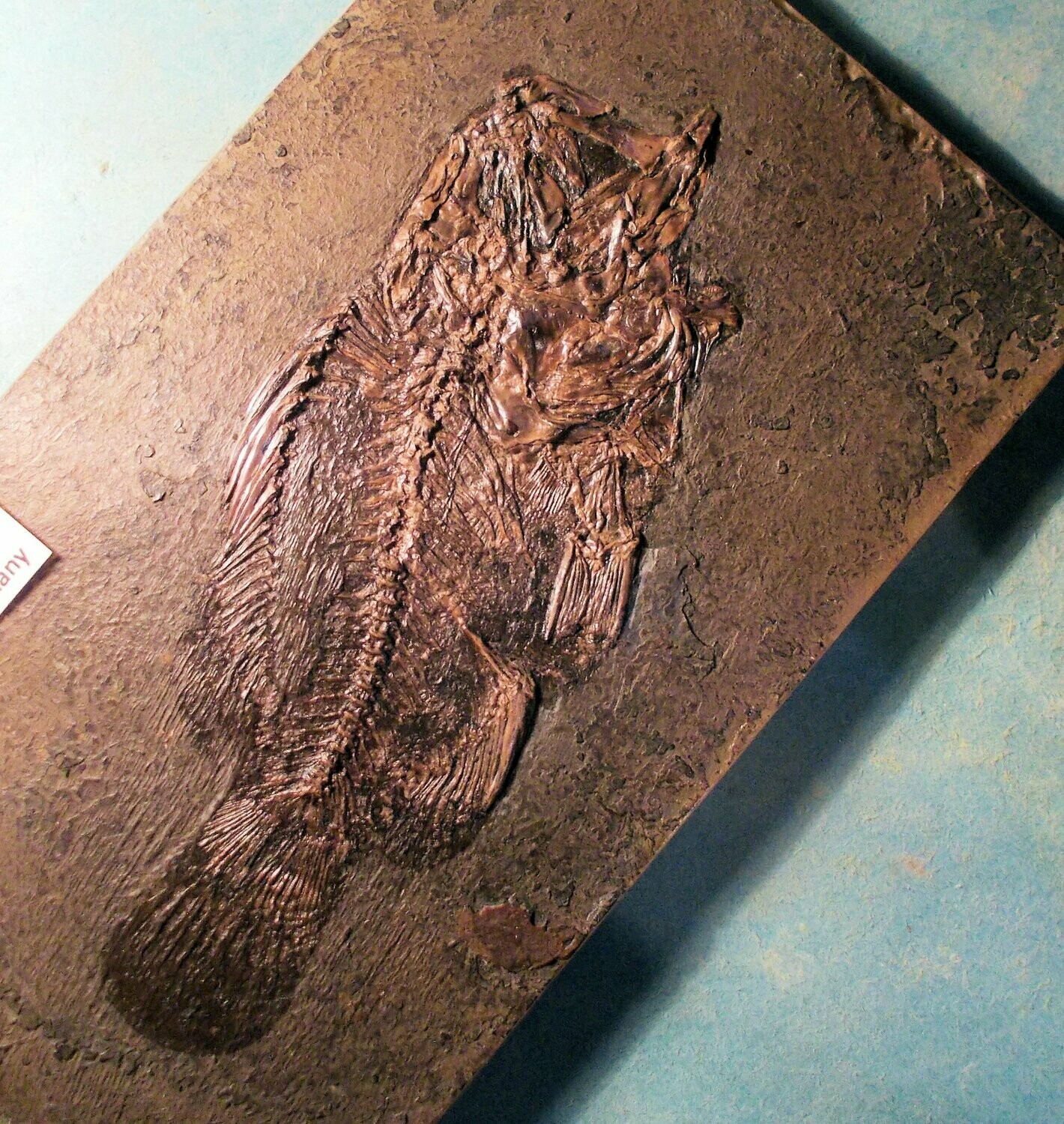 Beautiful 11.5cm complete Messel fish Amphiperca multiformis: Middle Eocene of Darmstatdt, Germany.