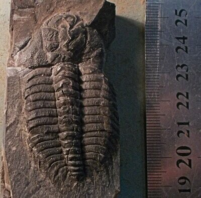 Rare 6cm complete Placoparina sedgwicki shelvensis; Llanvirn Series, Shelve, UK