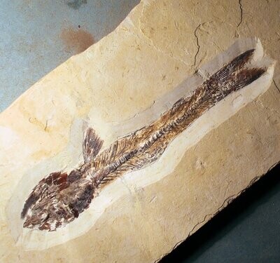 Fine complete 13.5cm Dastilbe elongatus; Cretaceous Santana Formation of Brazil