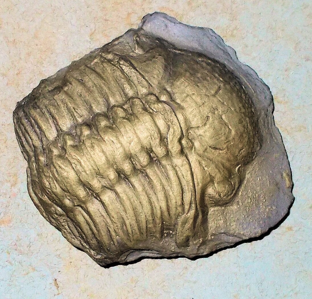 Fine 7.5cm coiled Chotocops ferdinandi: Lower Devonian, Bundenbach Germany