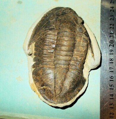 Rare 10.5cm prone Basilicus (Basiella) sp. Lower Ordovician, Fezouata Schist, Morocco