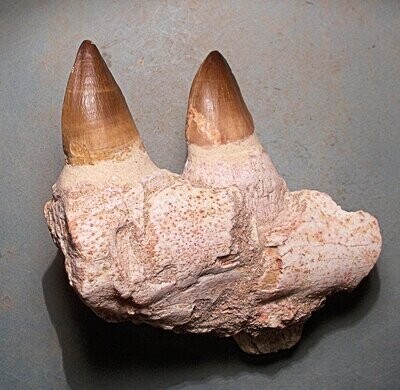 Two fine rooted teeth in jaw fragment: Mososaur Prognathodon sp. Upper Cretaceous, Khorigba, Morocco
