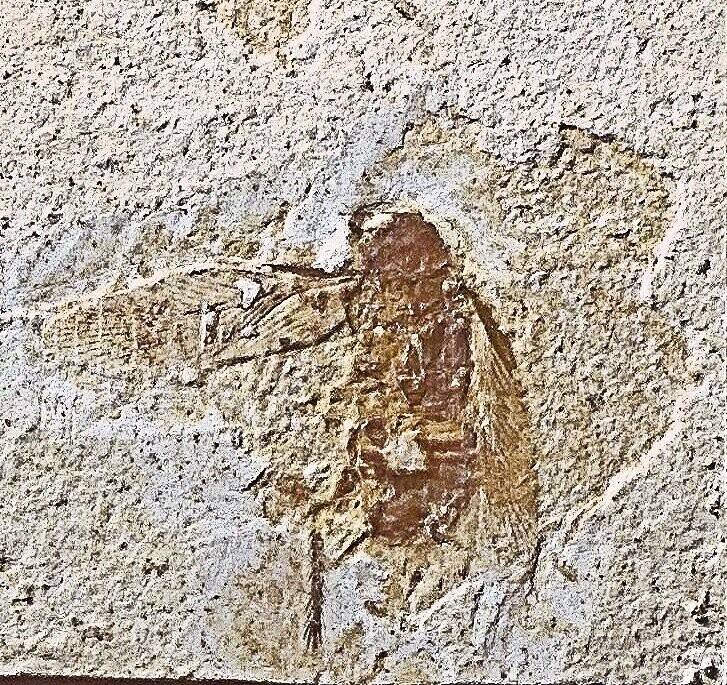 Fine 2cm cockroach with wings/veination/ appendages; Cretaceous of Brazil.