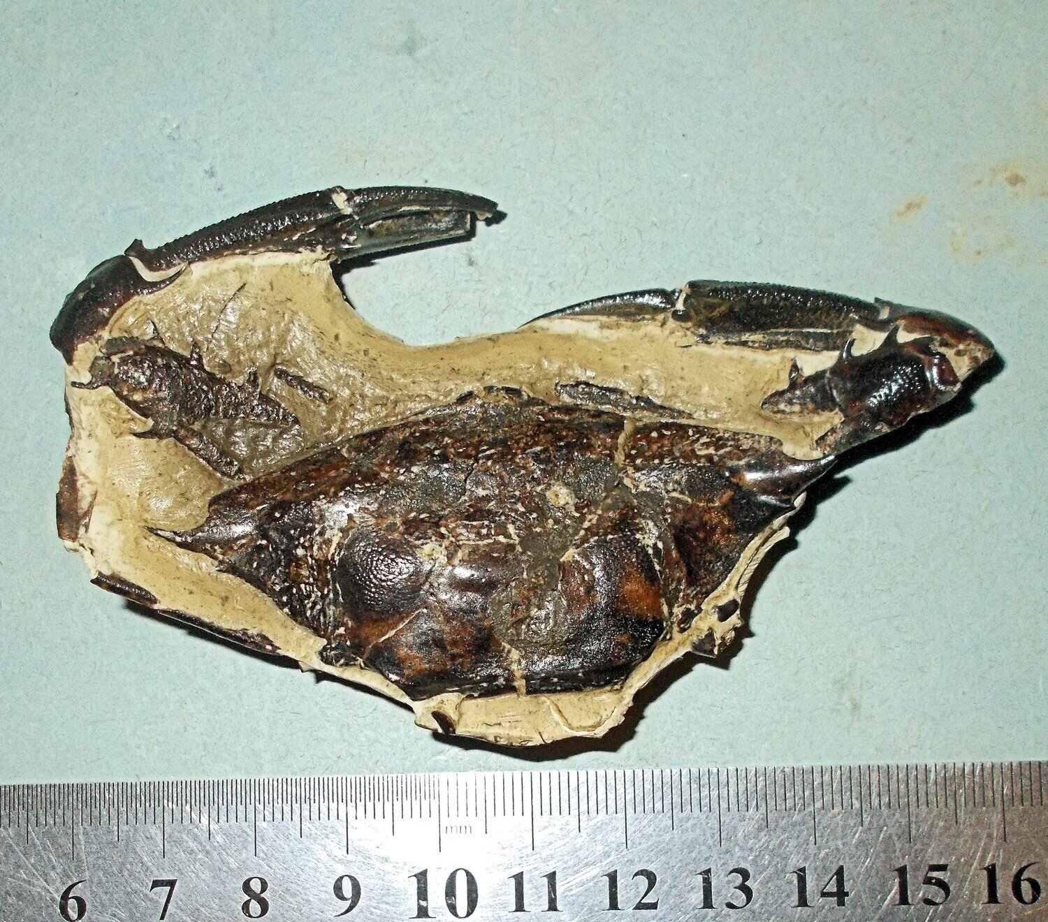 Fine and rare 9.5cm spinous crab Charybdis sp with both pincers; Plio-Pleistocene of Thailand.