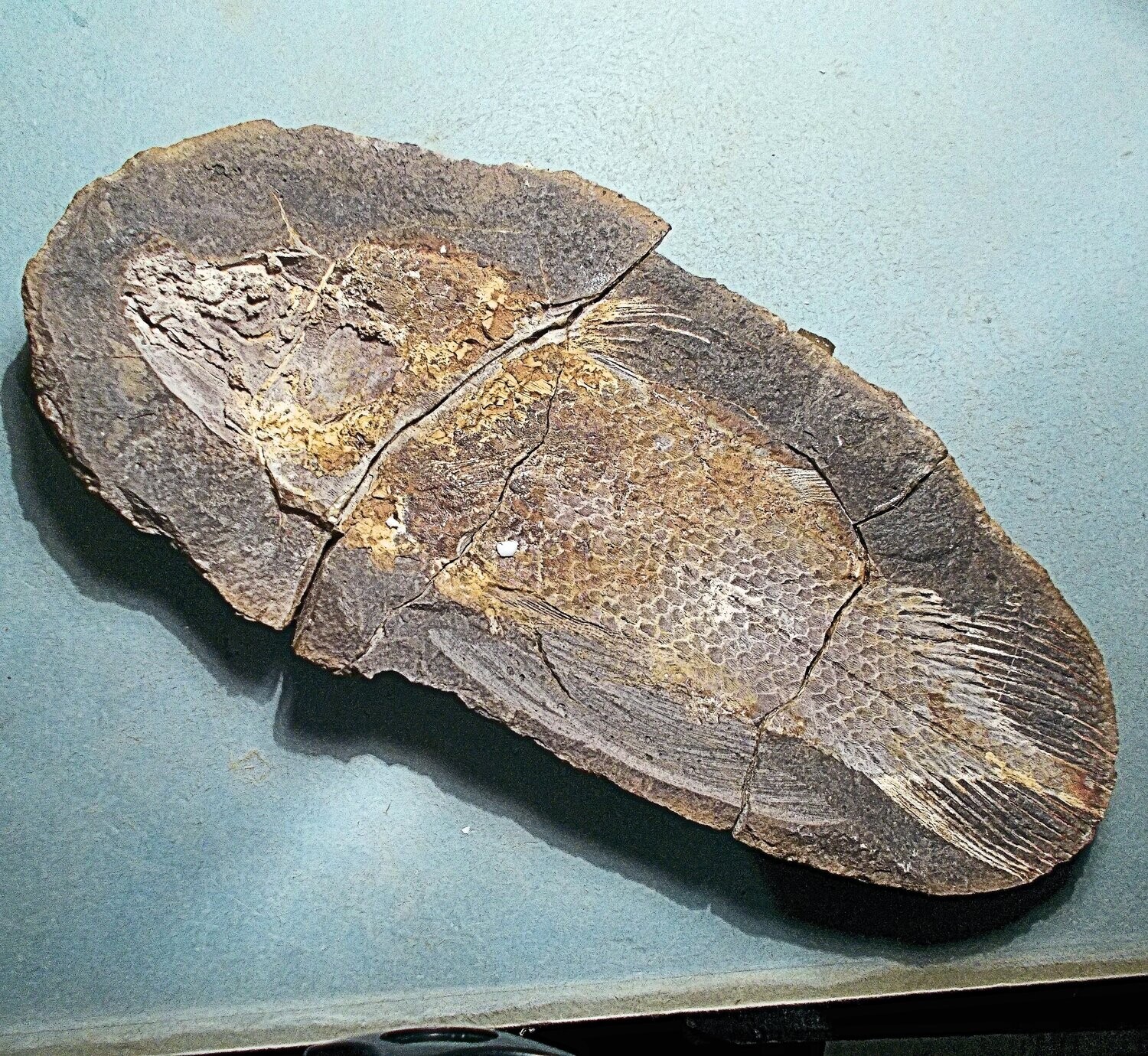 Beautiful complete 17cm Coelocanth Whitea woodwardi from Triassic of Madagascar