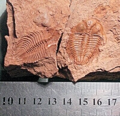 Rare and fine 3cm complete Sinocybele yunnanensis, positive/negative  from the Lower Ordovician of Baoshan Yunnan, China.