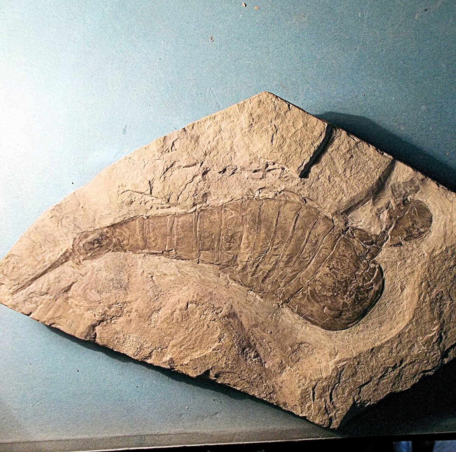 Near complete 15.5cm Balteurypterus tetragonophthalma w. paddle, appendage Upper Silurian of Ukraine