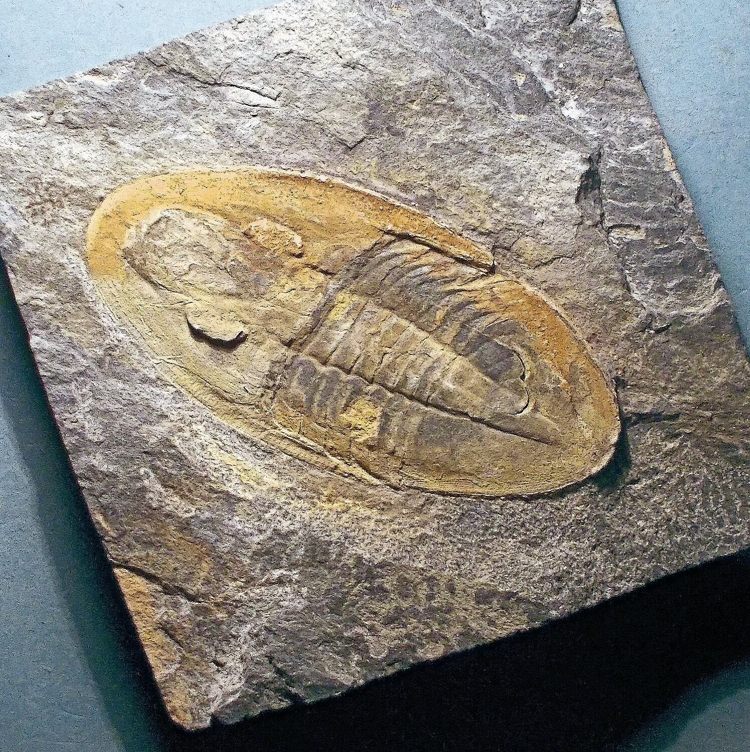 Fine 8.5cm complete Isabellina glabrata with librigena; Ordovician, Llanvirn Series, Valong Formation, Portugal.