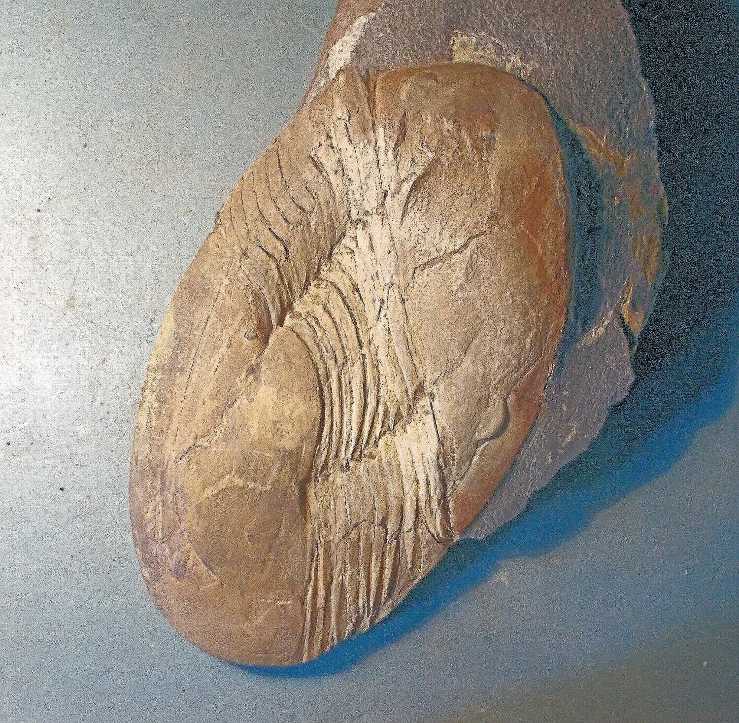 Fine 13.5cm complete  prone Ectillaenus giganteus with both eyes and both librigena; Ordovician, Llanvirn Series, Valongo Formation, Portugal.