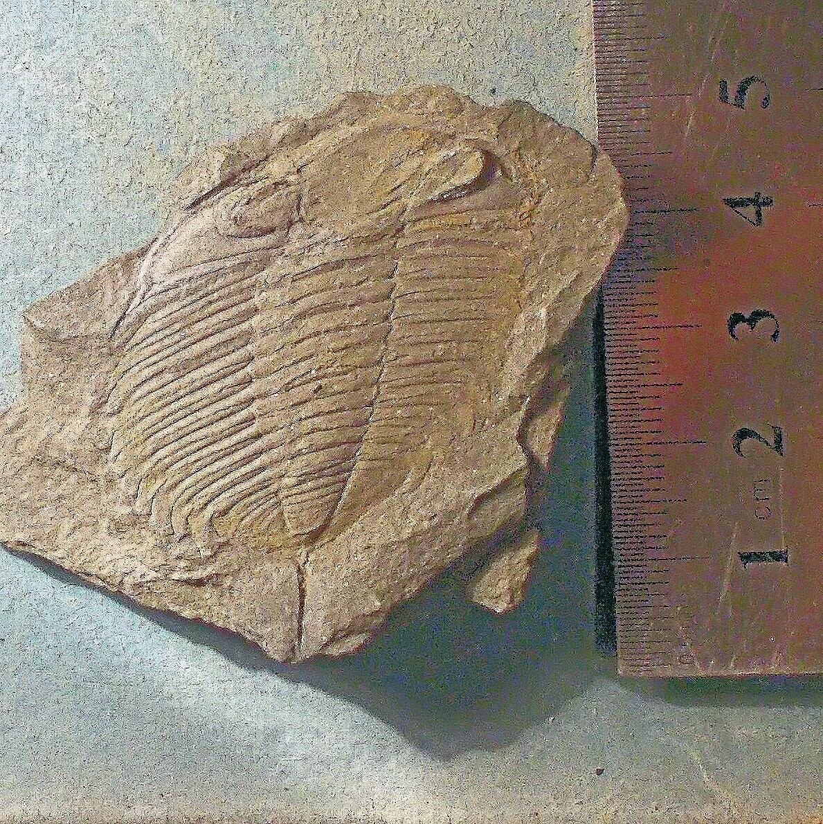 Fine 4.7cm complete Eodalmanitina destombesi with eyes/ spines: Ordovician, Llanvirn Series, Valongo Formation, Portugal.