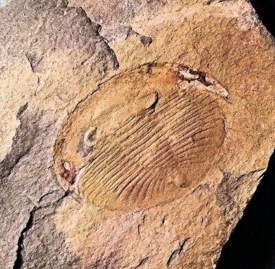 Fine 3cm complete Nobiliasaphus nobilis with both eyes and librigena; Ordovician, Llanvirn Series, Valongo Formation, Portugal.