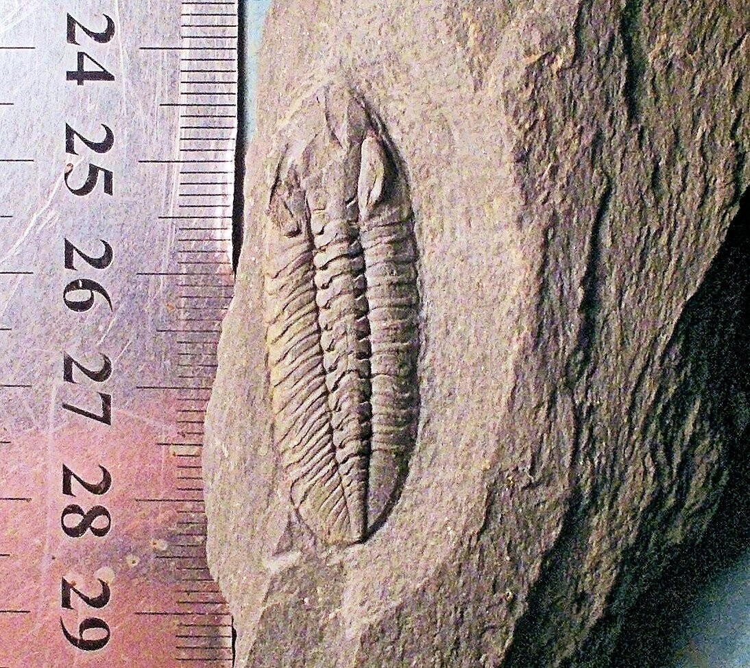 Fine 3.7cm complete Phacopidina micheli Ordovician, Llanvirn Series, Valong Formation, Beloir, Portugal.
