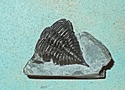 Fine 4cm semi-prone  Encrinurus punctatus with shell and pygidial spine intact:  Silurian, Wenlock, Malvern, UK