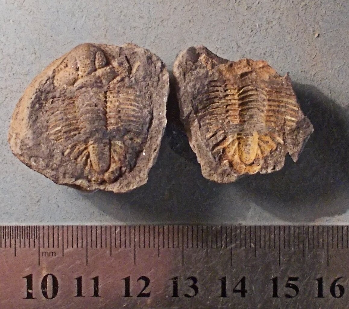 Rare complete 3cm positive/negative Acanthopyge (Belenopyge) balliviani; Lower Devonian, Bolivia.