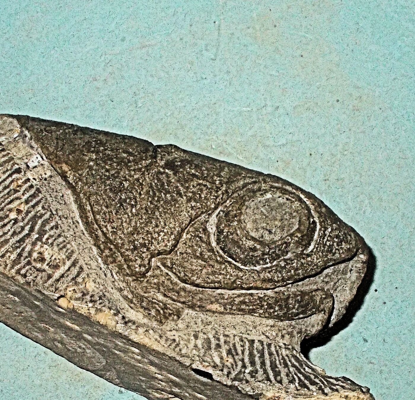 Essentially complete and fine 11.5cm X 4cm dorsal headshield of Titanichthys termeri; Arthrodire Placoderm from Late Devonian of Morocco.