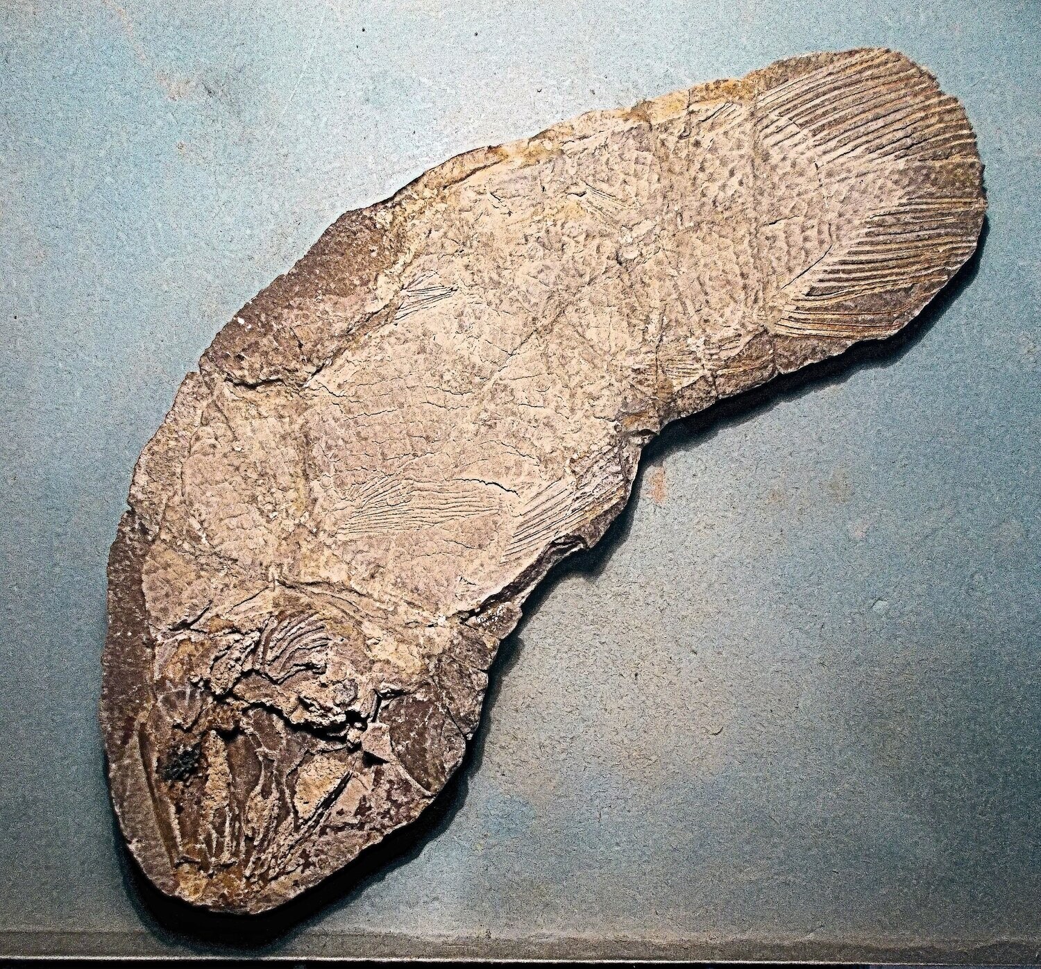 Beautiful complete and large 23.5cm Coelocanth Whitea woodwardi from Triassic of Madagascar