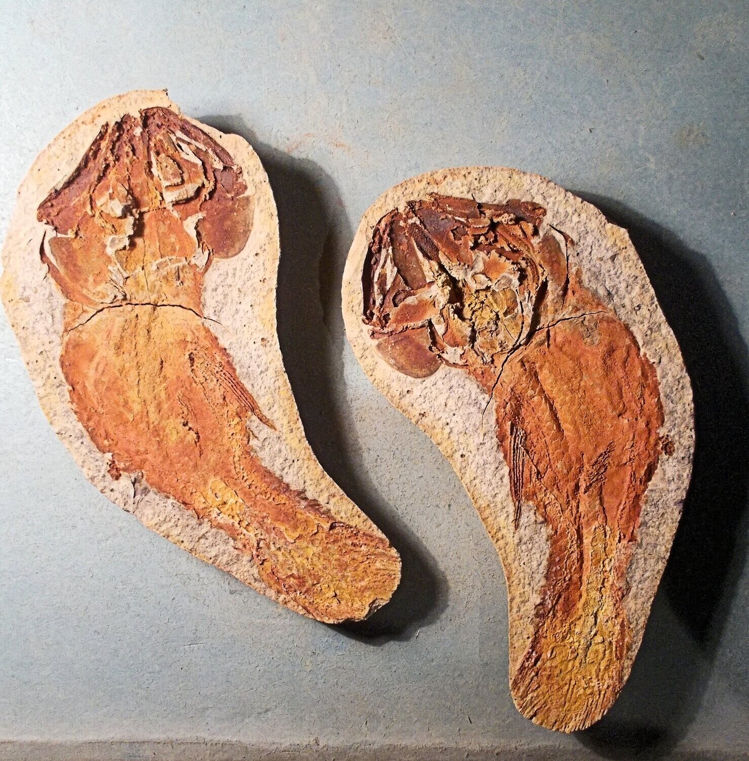 Beautiful complete  13cm Coelocanth Whitea woodwardi  split pair, from Triassic of Madagascar. No fractures!
