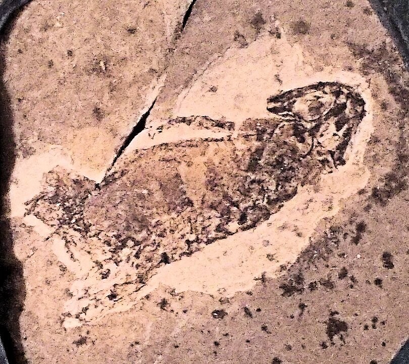 Fine essentially complete 4.5cm Amphibian Branchiosaurus sp. with skin preserved: Lower Permian, Niederkirchen, Germany.