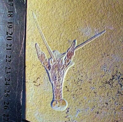 Excellent 9cm complete lobster Eryma modestiformis with fine antennae: Jurassic, Eichstatt, Germany