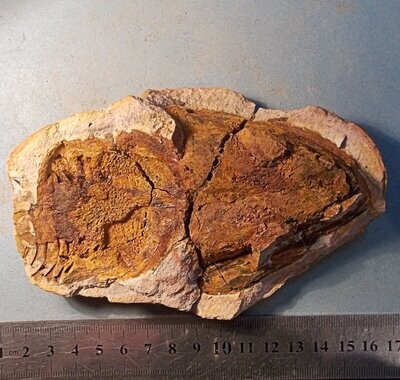 Very rare 13.5cm Amphibian ancestor Watsonisuchus madagascarensis skull with partial body; Triassic of Madagascar