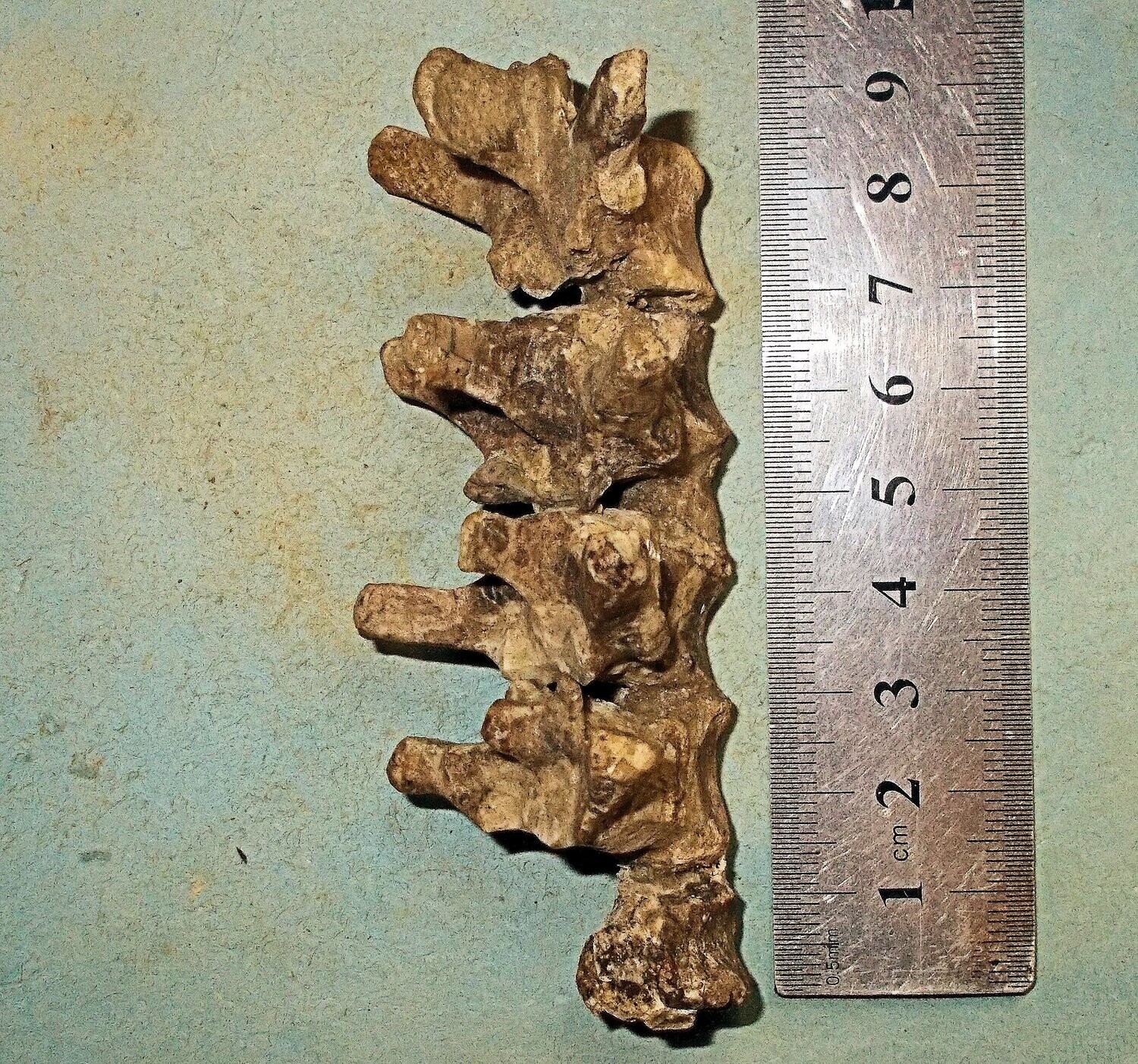 4 X excellent articulated vertebrae of Psittacosaurus mazongshensis  Yu 1997, from the Lower Xinminbao Formation of Ganzu Province, China.