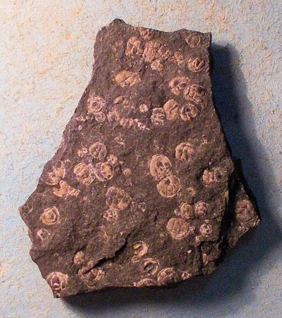 Rare and fine 0.8cm complete Triplagnostus (Triplagnostus) gibbus multiple; Middle Cambrian, Brantavek, Sweden.