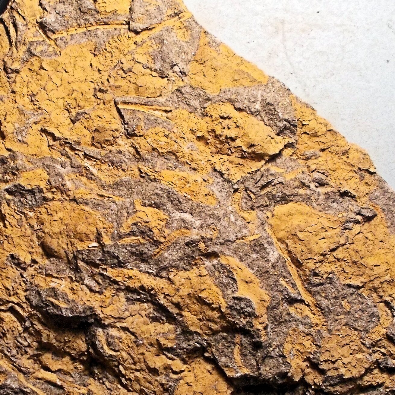 Fine multiple Dendrocystites barrandei; many complete examples; Upper Ordovician of Czech Republic.