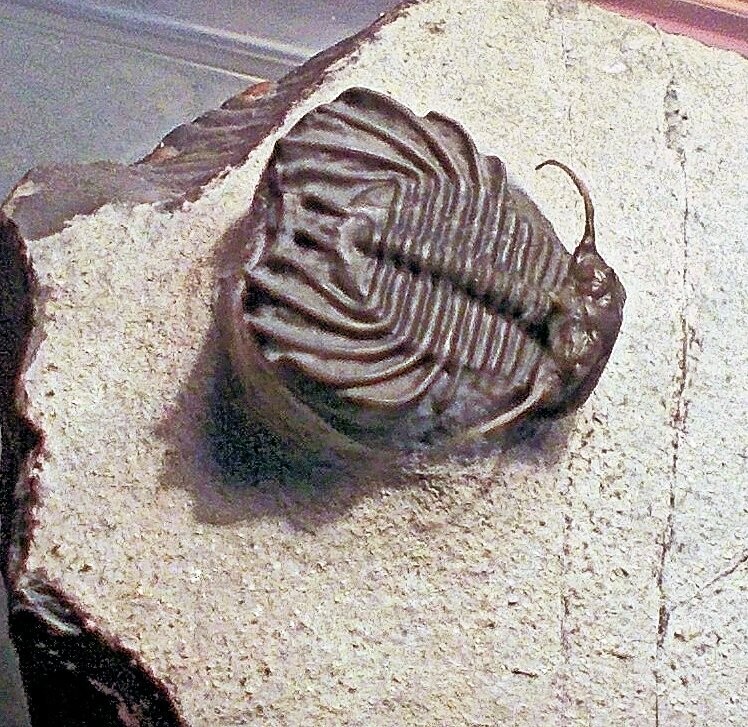 Rare and superb 2cm Isoprusia sp. with free-standing genal spines: Devonian, Eifelian, El Jorf, Morocco