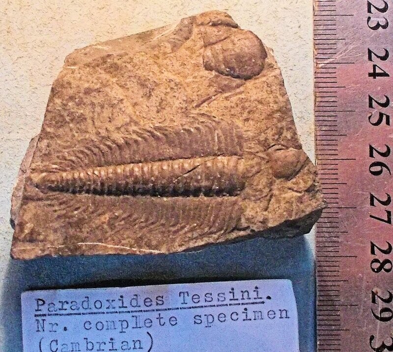 Rare sharply preserved Paradoxides tessini exuviae: Middle Cambrian, Ginets, Germany